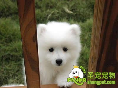 狗狗的排便训练