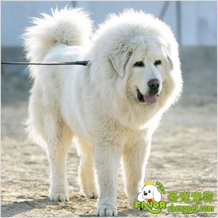 狗生产后该如何照顾