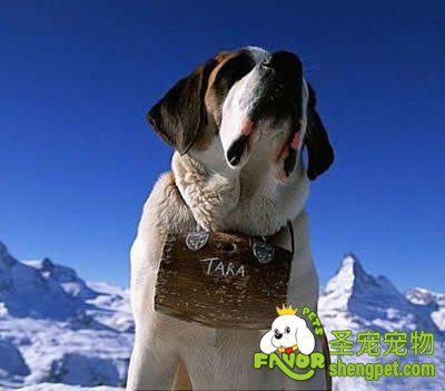 母犬哺乳期的饲养与管理