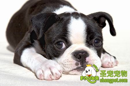 如何选购波士顿犬