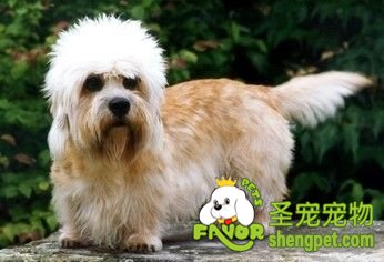如何选购丹迪丁蒙犬