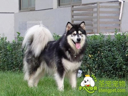 狗狗感冒要如何治疗