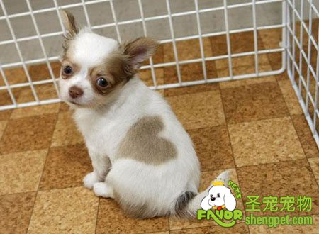 母犬的产后护理