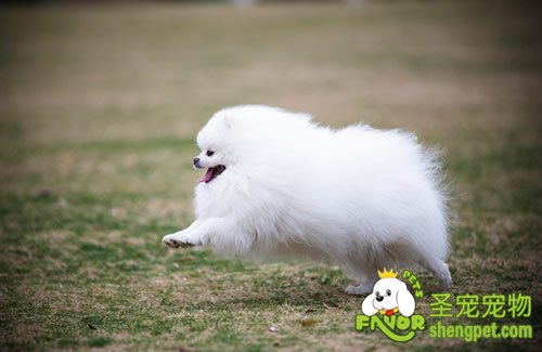 爱犬秋冬季的护理方法