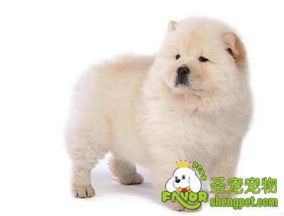 爱犬冬季进补要合理