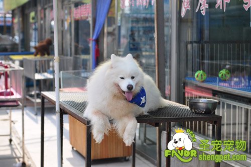 狗狗夏季的健康管理介绍