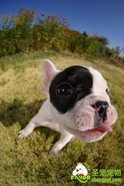 帮助爱犬健康过夏天