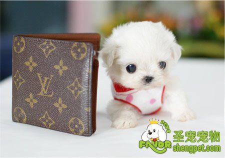 如何驯犬送东西