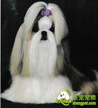 哪些狗狗比较容易饲养