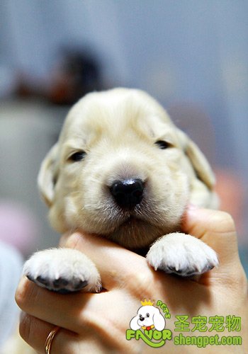 如何给幼犬断奶