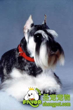 狗狗皮肤病的诊断和治疗方法