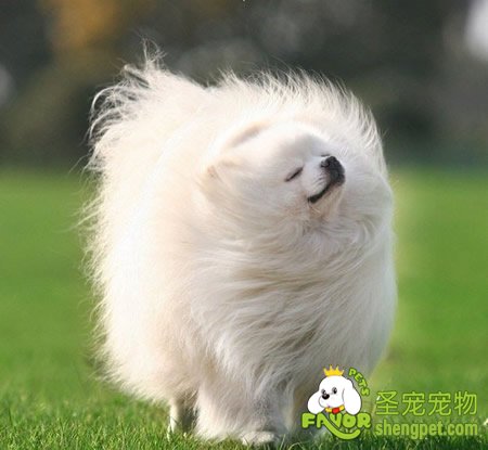 狗狗维生素B6缺乏症的诊断和治疗方法