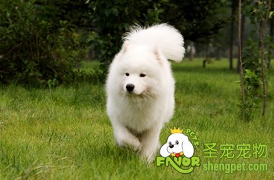 如何训练狗狗抬脚