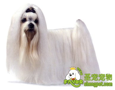 西施犬美容的要点有哪些