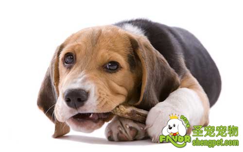 比格犬饲养管理