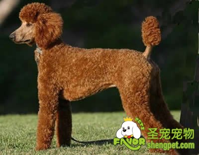 怎样给犬梳理和修饰