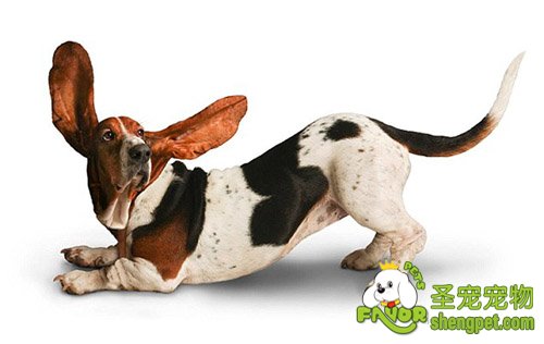 训练狗狗摆出优美的姿势