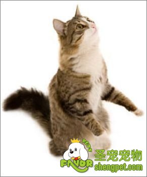 ��������è