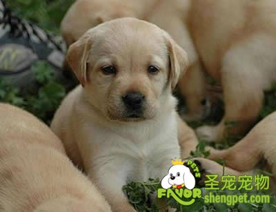 不同类型狗的饲养与护理