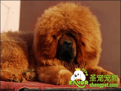 藏獒的生活习性