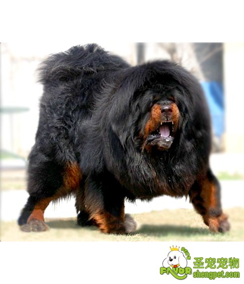 藏獒饲养障碍与预防须知