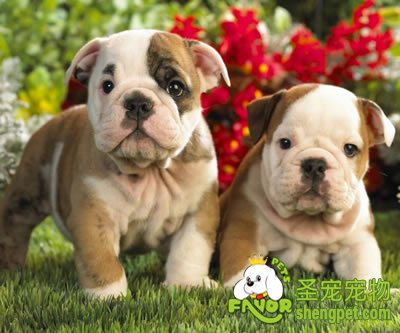 训练犬摆出良好的姿势