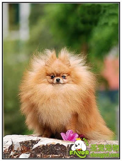 狗狗不同犬组的性格介绍