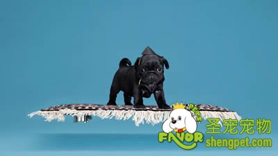 给狗狗药浴应注意哪些事项