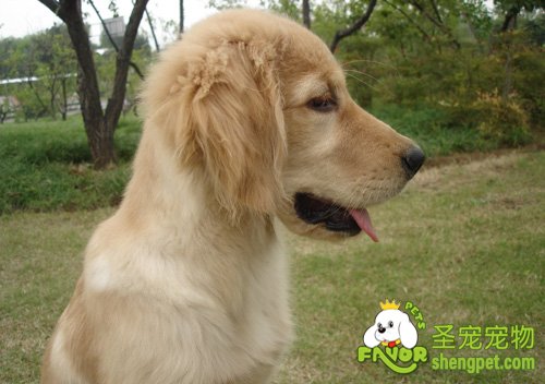 金毛犬常见疾病的诊断