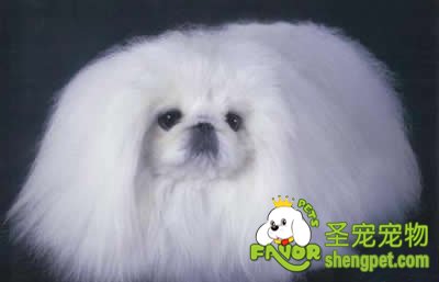 猫狗驱虫究竟是吃药还还是打针好