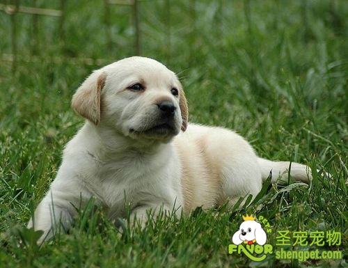 母犬发情期间的特殊护理