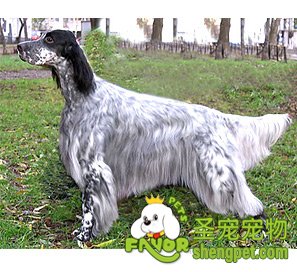 英国雪达犬该如何选购