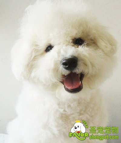 成年狗狗的各种护理