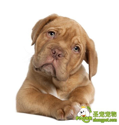 成犬的管理方法有哪些