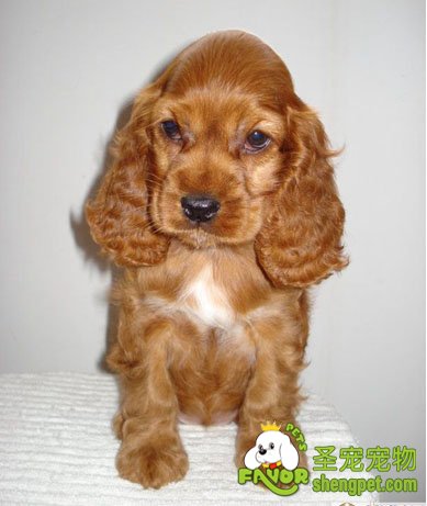 宠物狗狗饲养的误区都有哪些