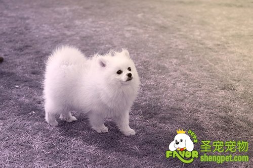 狗狗夏季的养护应注意哪些方面