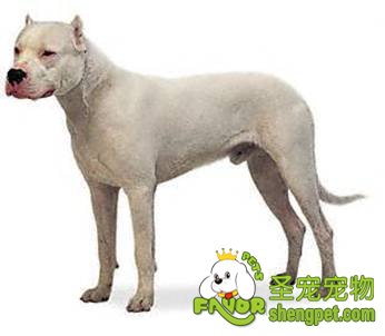 宠物犬饲养管理方法