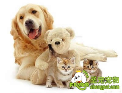 在玩耍中训练你的爱犬