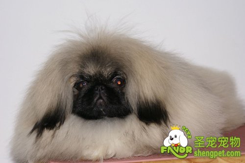 北京犬的美容步骤及方法