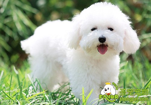 比雄犬的美容护理小知识