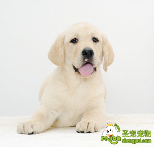 狗狗生育是一件很麻烦的事情