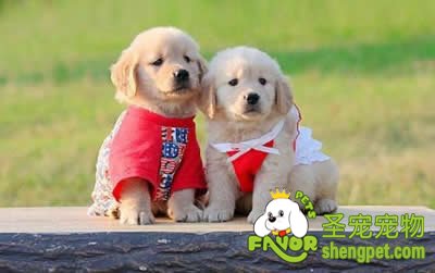 狗狗的间质性肾炎病症的诊断和治疗方法