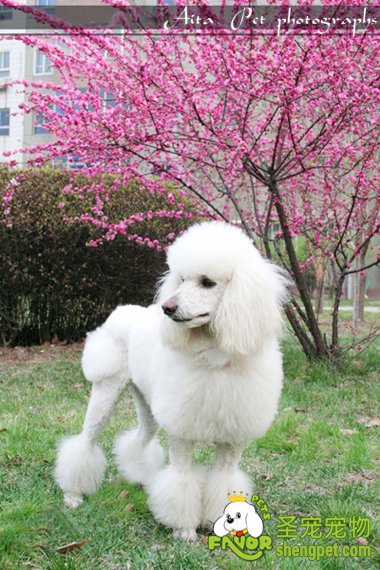 参赛贵妇犬的毛发护理