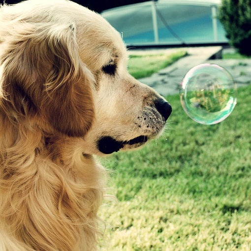 春季养狗的注意事项