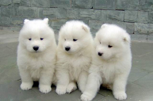 纯种犬的剪尾和剪耳