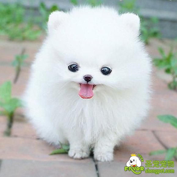 宠物春季也要瘦身