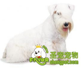 犬常见内分泌疾病防治—糖尿病