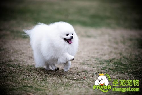 狗狗健康状态取决遗传因子