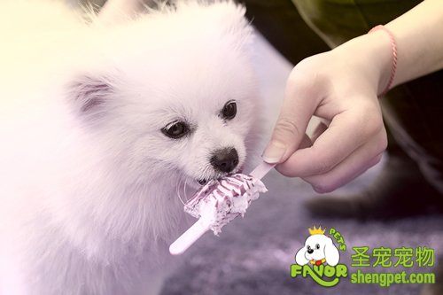 宠物狗狗要忌用人用洗发液