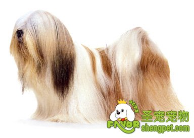 怎样挑选拉萨狮子犬